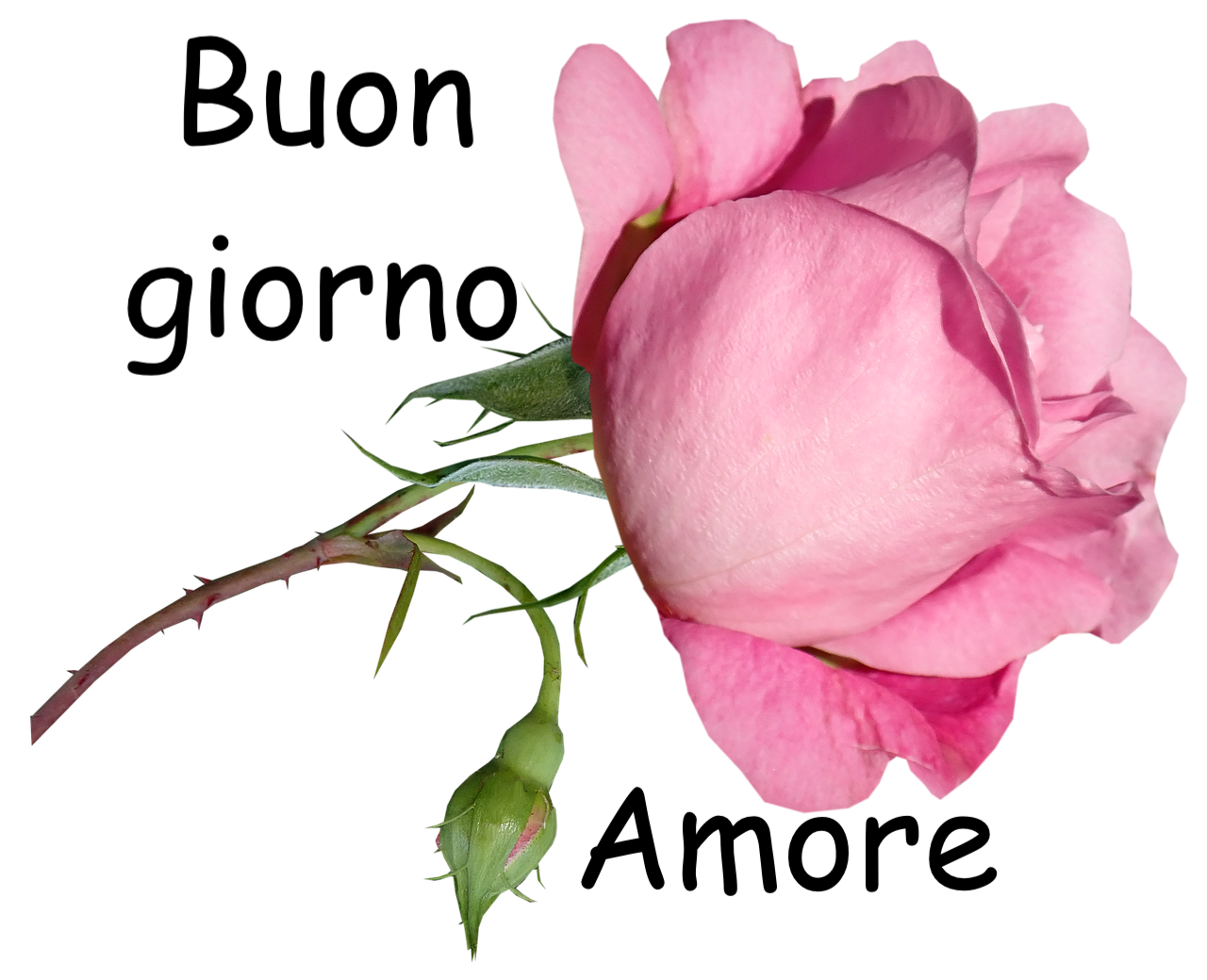 fotografia di una bella rosa su sfondo trasparente